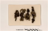 藏品(島衣屬)的圖片